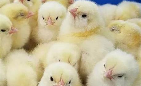 بهترین نژاد جوجه گوشتی چه نژادی است؟